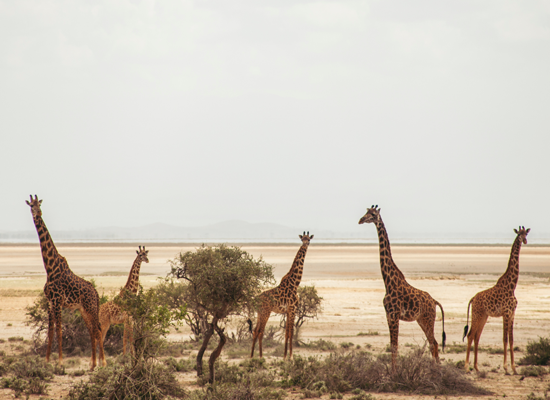Kenya – 3N/4D